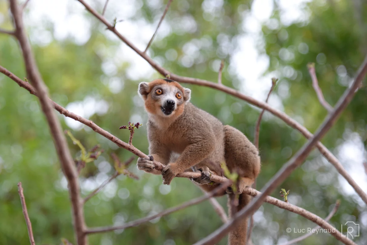 Un lémurien dans un arbre